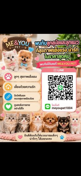 ลูกสุนัขมอลทีสเกรดพรีเมียมจากเกาหลี ไซซ์มินิ  รูปที่ 5