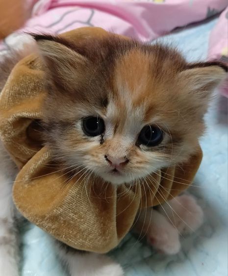เปอร์เซีย (Persian) แมวเปอร์เซีย