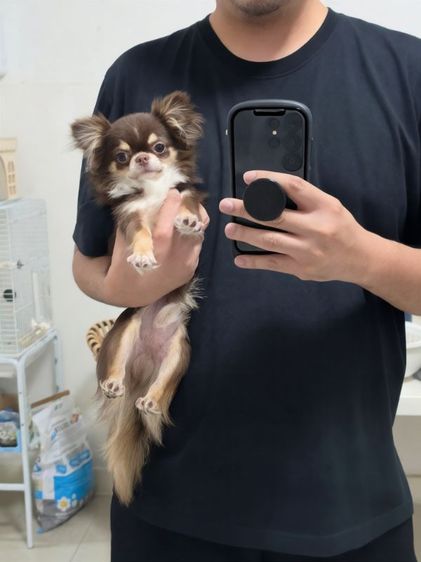 ชิวาวา (Chihuahua) เล็ก ชิวาวาขนยาว สีช็อค เพศผู้ 🐻🤎 | 8 เดือน | 12,000.-