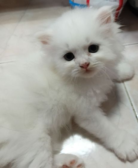 เปอร์เซีย (Persian) แมวเปอร์เซีย