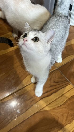 บริติช ชอร์ตแฮร์ (British Shorthair) น้องมิลค์