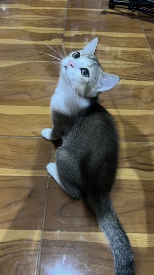 บริติช ชอร์ตแฮร์ (British Shorthair) น้องมิโล