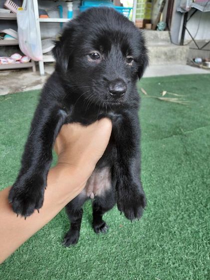 ลาบราดอร์ (Labrador) ใหญ่ ลาบาดอ