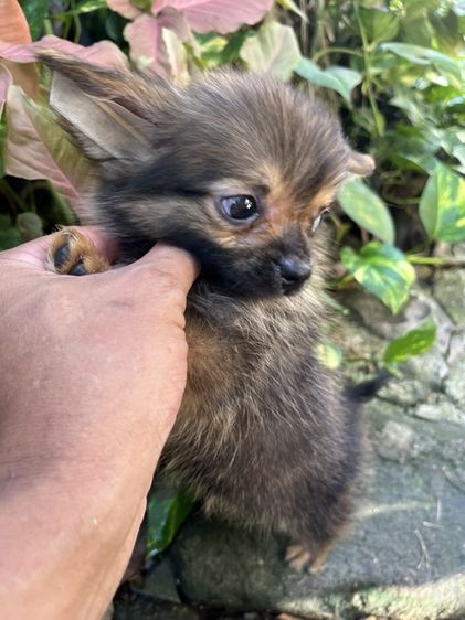 ชิวาวา (Chihuahua) เล็ก ชิวาวา