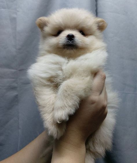ปอมเมอเรเนียน (Pomeranian) เล็ก ลูกสุนัข