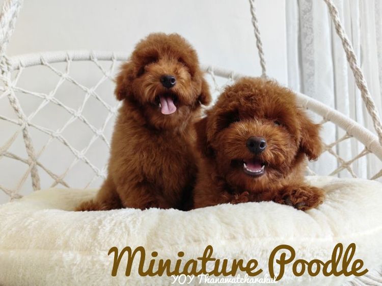 พุดเดิ้ล (Poodle) กลาง Miniature Poodle Female