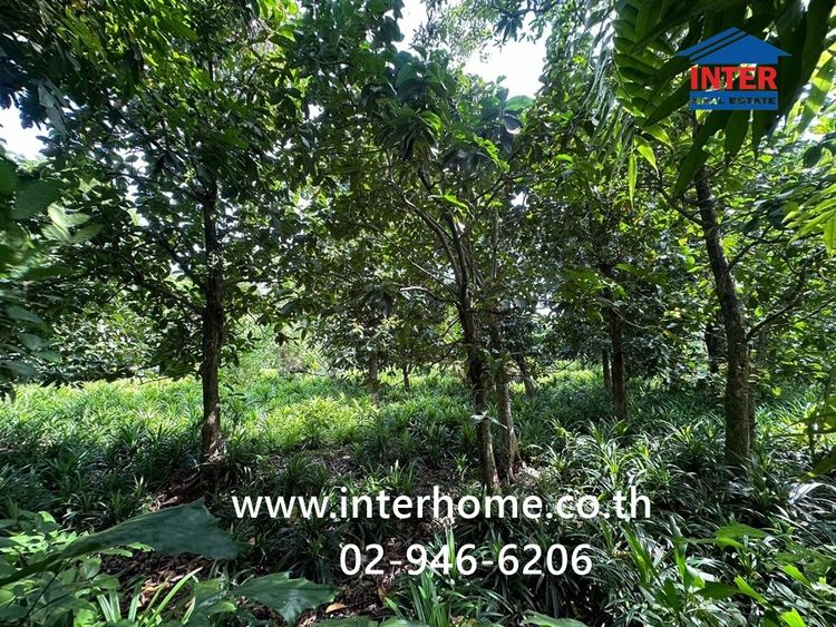 ที่ดินเปล่า + สวนใบเตย 817.1 ตร.ว. ชุมชนหมู่4 ชาวบางแวก ถนนราชพฤกษ์ ถนนบางแวก เขตภาษีเจริญ กรุงเทพมหานคร รูปที่ 2