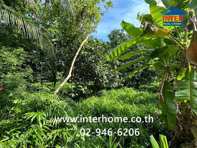 ที่ดินเปล่า + สวนใบเตย 817.1 ตร.ว. ชุมชนหมู่4 ชาวบางแวก ถนนราชพฤกษ์ ถนนบางแวก เขตภาษีเจริญ กรุงเทพมหานคร รูปที่ 3