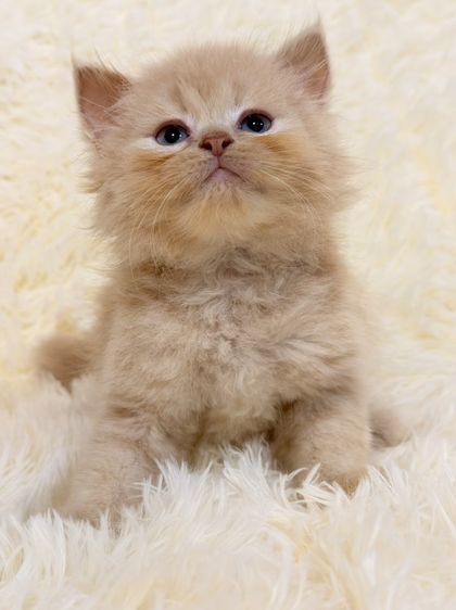 น้องแมวเปอร์เซีย รูปที่ 15
