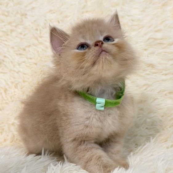 น้องแมวเปอร์เซีย รูปที่ 7