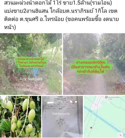 สวนมะม่วงน้ำดอกไม้ 1ไร่ ขาย1.5ล้าน(รวมโอน))ใกล้อบต.นราภิรมย์ 1กิโล เขตติดต่อ ต.ขุนศรี อ.ไทรน้อย (ขอคนพร้อมซื้อ งดนายหน้า)