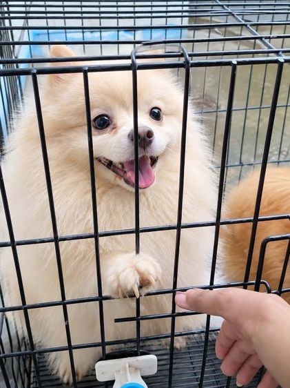 ปอมเมอเรเนียน (Pomeranian) กลาง หาบ้าน ปอมเมอเรเนียน