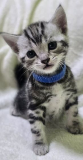 อเมริกัน ชอร์ตแฮร์ (American Shorthair) อเมริกันช็อตแฮร์-เพศผู้
