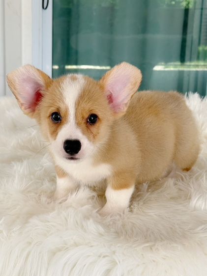 คอร์กี้ (Corgi) เล็ก คอร์กี้