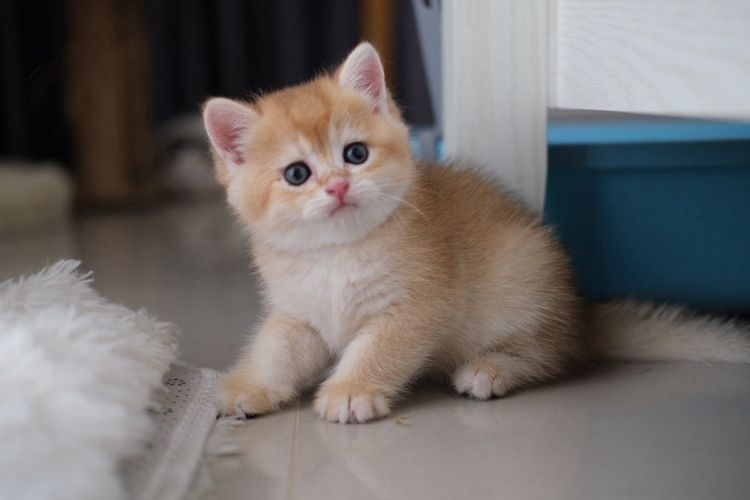 British Shorthair ชาย