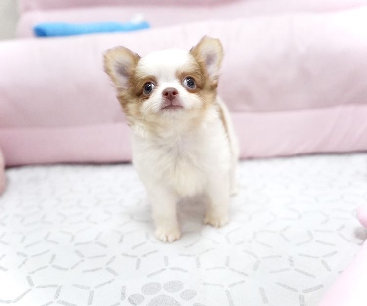 ชิวาวา (Chihuahua) เล็ก ว้าวชิวาวา ชิวาวาน่ารักกรุงเทพ มีบริการส่งรับประกันสุขภาพค่ะ
