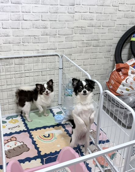 ชิวาวา (Chihuahua) เล็ก ชิวาวาเมีย11เดือนวัคซีนครบ