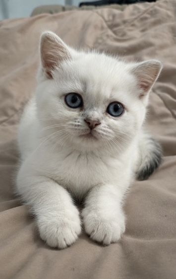 บริติช ชอร์ตแฮร์ (British Shorthair) ลูกแมว บริติช