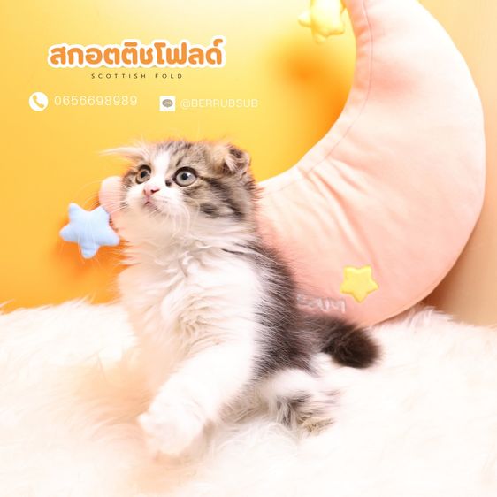 สก็อตติช โฟลด์ (Scottish Fold) แมวสก๊อตติชโฟลด์
