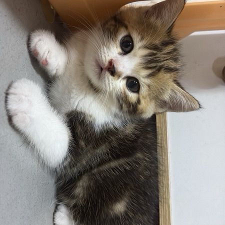 สก็อตติช โฟลด์ (Scottish Fold) สก็อตติช