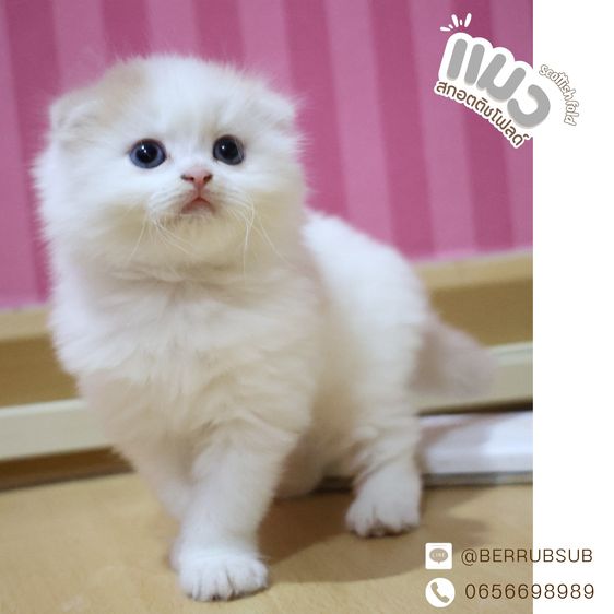 สก็อตติช โฟลด์ (Scottish Fold) สก๊อตติชโฟลด์ หูพับ แท้ไม่ผสม