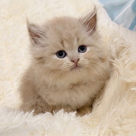 เปอร์เซีย (Persian) น้องแมวเปอร์เซีย