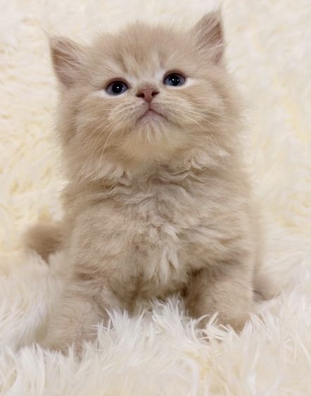 เปอร์เซีย (Persian) แมวสีครีมเปอร์เซีย  ลายเสือ