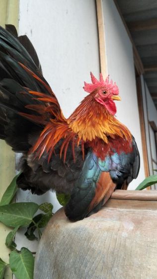 ไก่แจ้