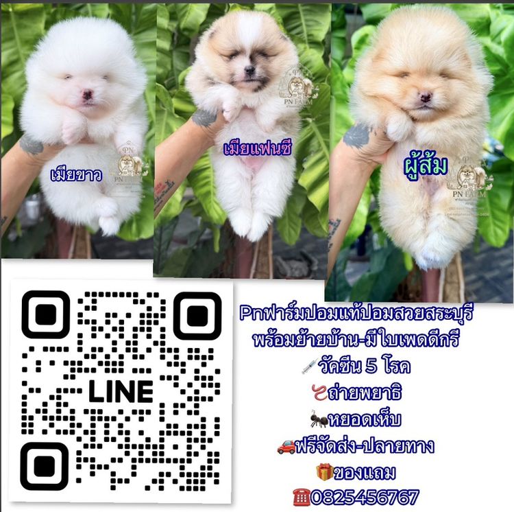 ปอมแท้หน้าหมี