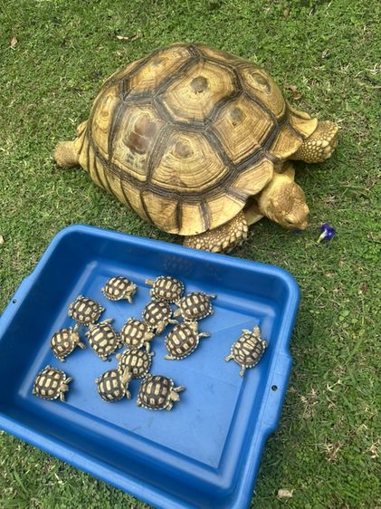 เต่า Sulcata รูปที่ 2