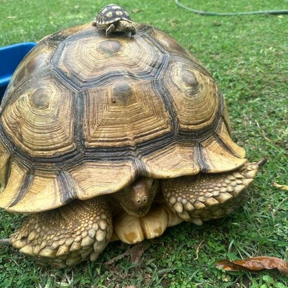 เต่า Sulcata