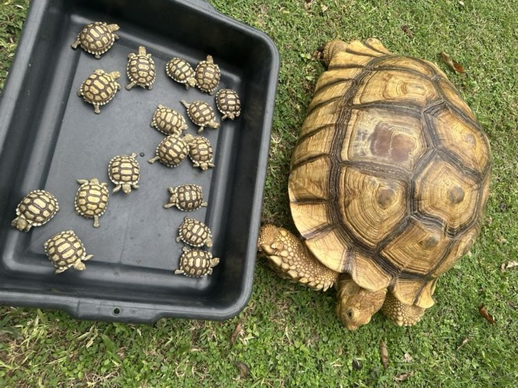 เต่า Sulcata รูปที่ 3