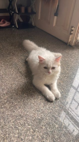สก็อตติช โฟลด์ (Scottish Fold) แมวสก๊อตติซ
