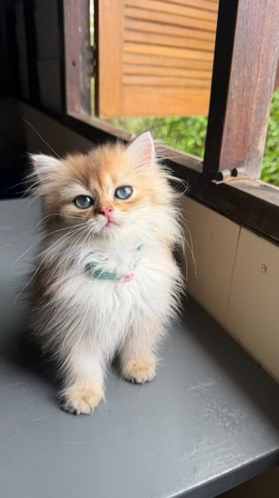 แมว 