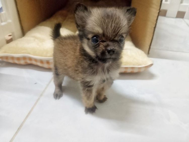 ชิวาว่าจิ๋วๆ ญ