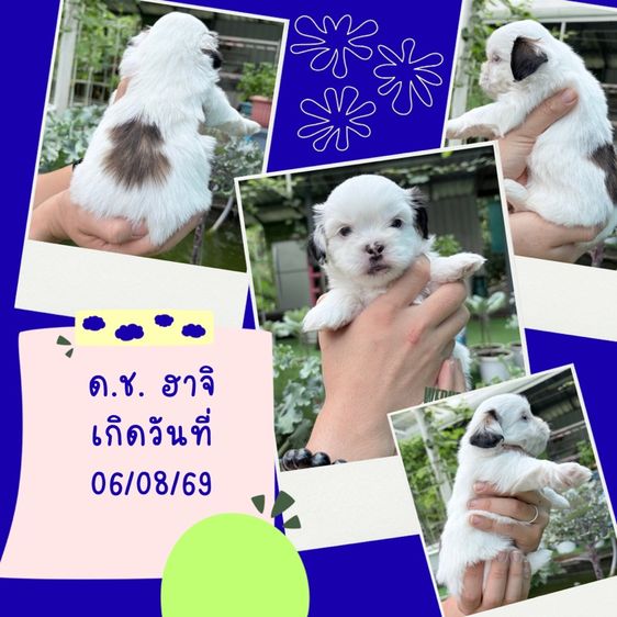 ชิสุ (Shih Tzu) เล็ก น้องหมาชิสุ