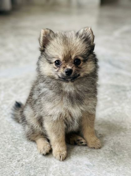 ปอมเมอเรเนียน (Pomeranian) เล็ก ปอม ลูกสุนัขที่บ้านเลี้ยงเอง 2900พอ