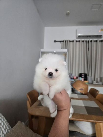 ปอมแท้