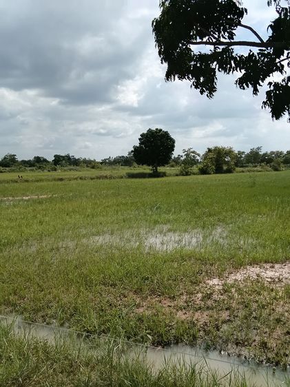 ที่นาโคราช