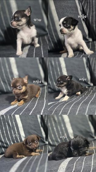 ชิวาวา (Chihuahua) เล็ก ชิวาว่าแท้ขนสั้น
