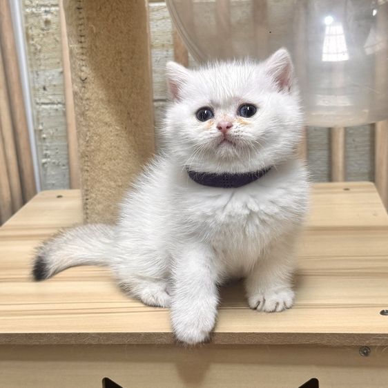 บริติช ชอร์ตแฮร์ (British Shorthair) ช บริติช หน้าไหม้ตาฟ้า