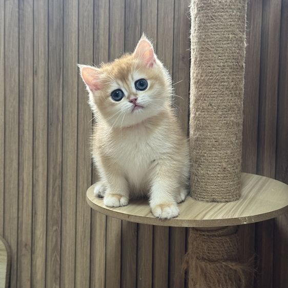 บริติช ชอร์ตแฮร์ (British Shorthair) ญ บริติช