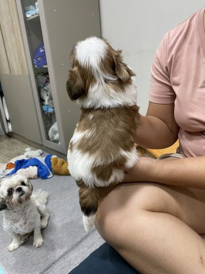 ชิสุ (Shih Tzu) เล็ก ซิสุแท้ เพศชาย