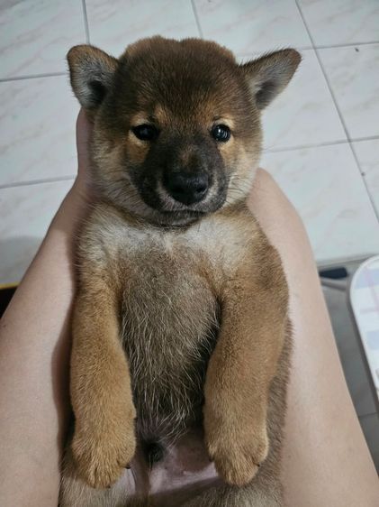 ชิบะ (Shiba Inu) กลาง ลูกหมาชิบะ