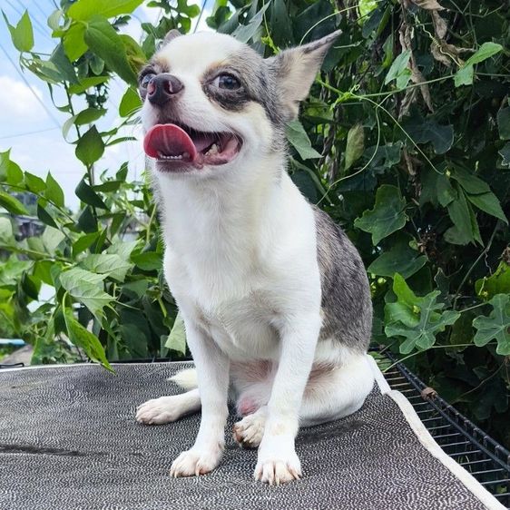 ชิวาวา (Chihuahua) กลาง ชิวาวา ผู้ขนสั้น