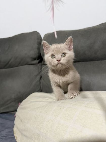 บริติช ชอร์ตแฮร์ (British Shorthair) บริติช ช๊อตแฮร์ เพศเมีย