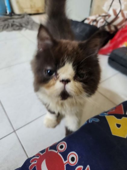 เอ็กโซติก ชอร์ตแฮร์ (Exotic Shorthair) สาวเอกโชติด3เดือน27วันอ้วนน่าฟัด