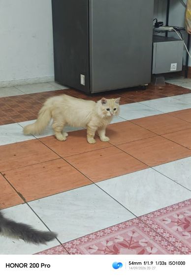 สก็อตติช โฟลด์ (Scottish Fold) ซีซาร์แมวเปอร์เซียแมวส้ม