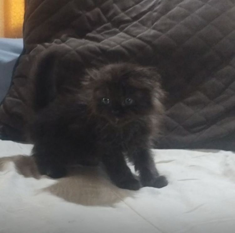 สก็อตติช โฟลด์ (Scottish Fold) สก๊อตติชโฟหูพับ