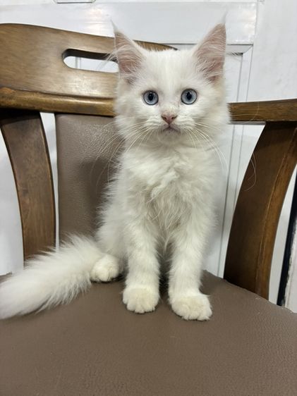 เมนคูน (Maine Coon) เมนคูนผสม